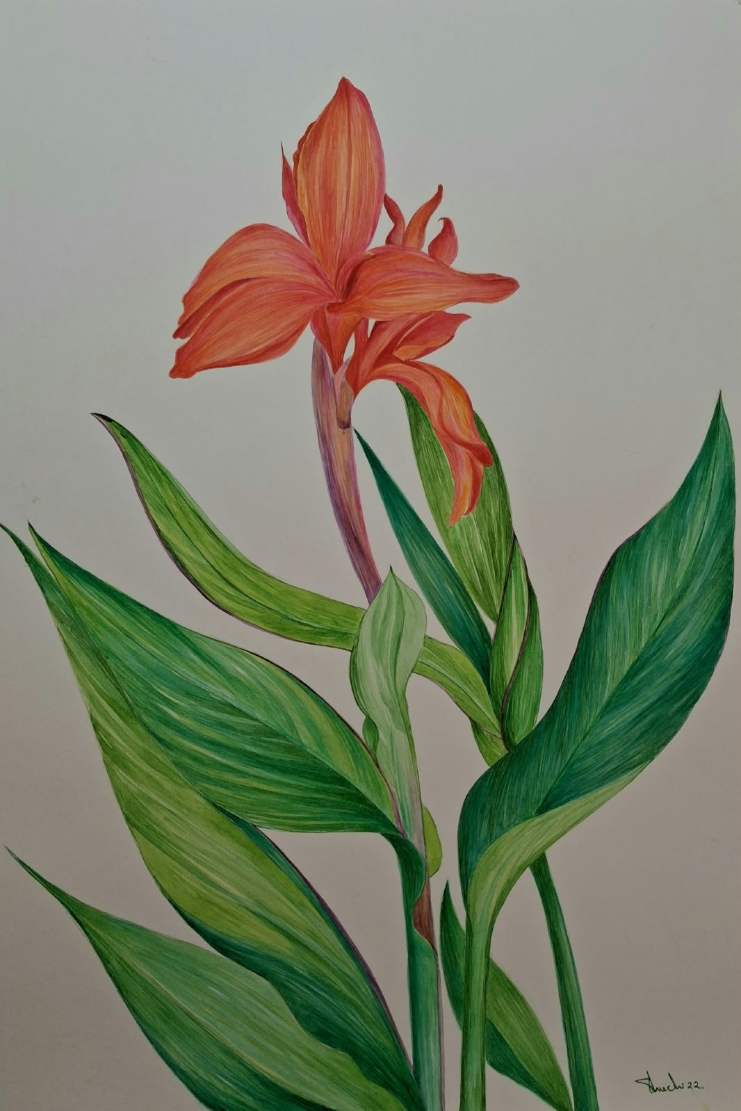 Canna '2'